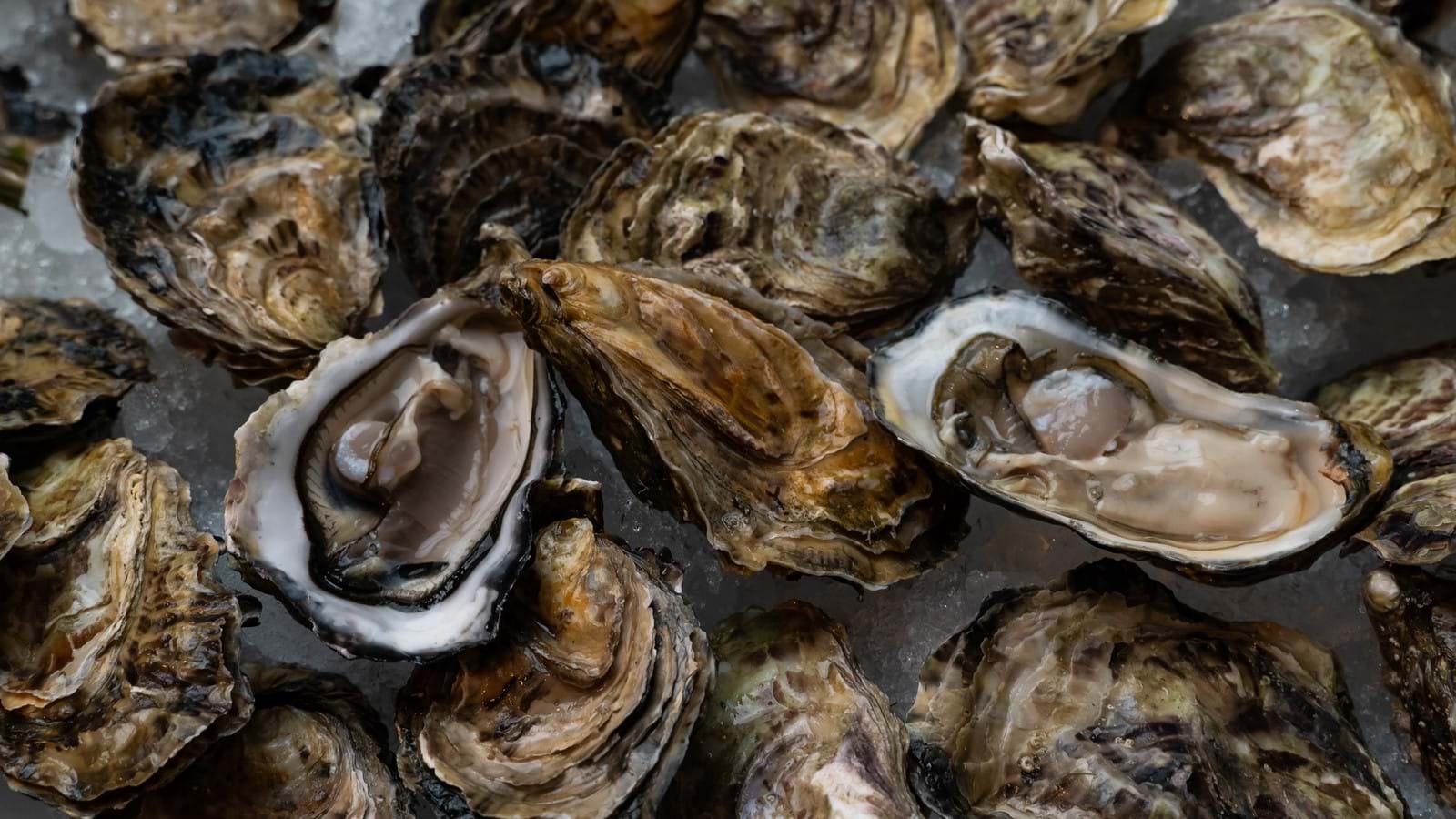 oysters