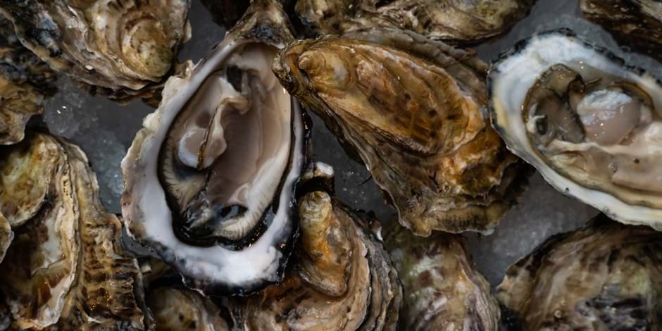oysters