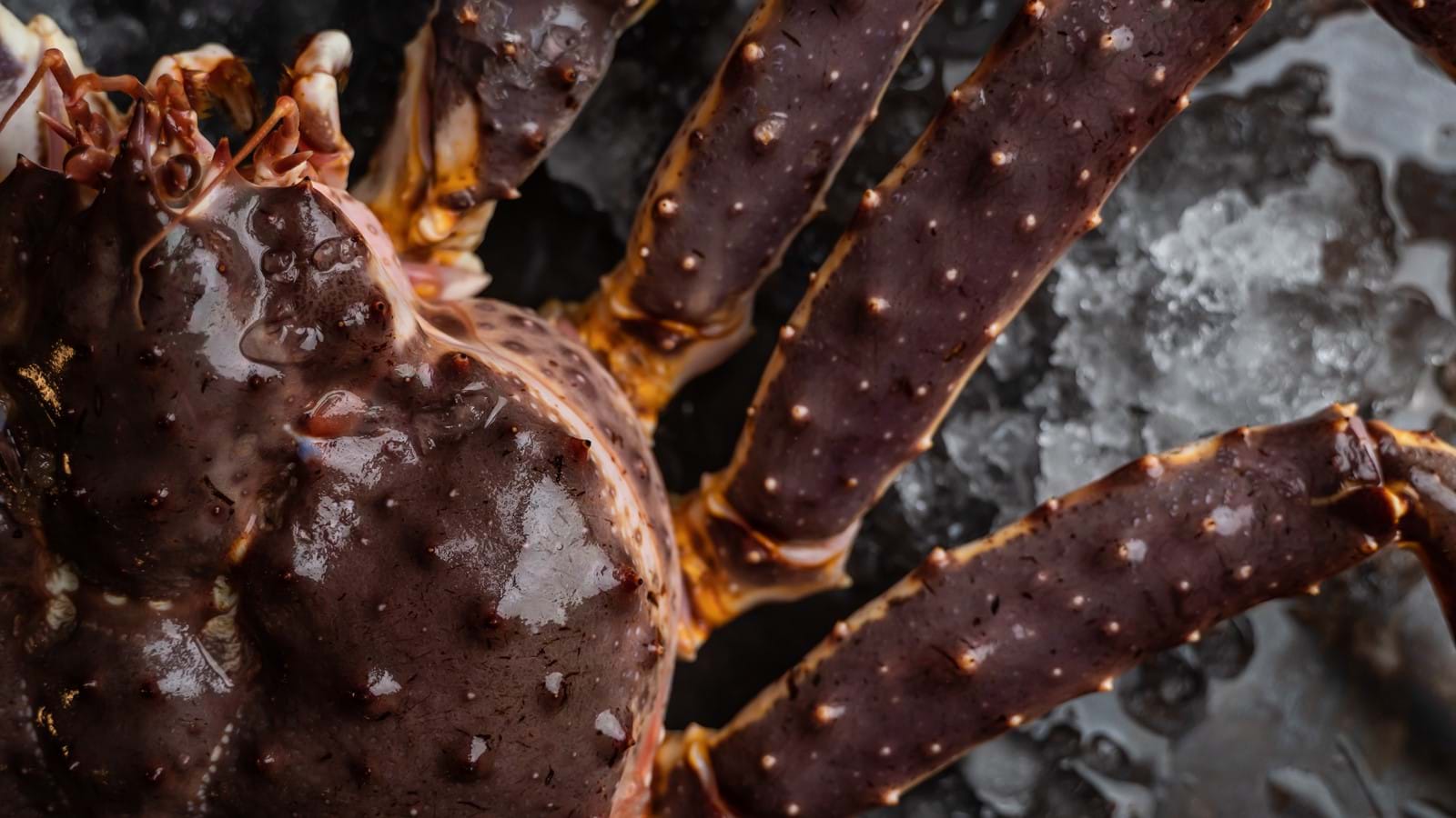 up close of crab
