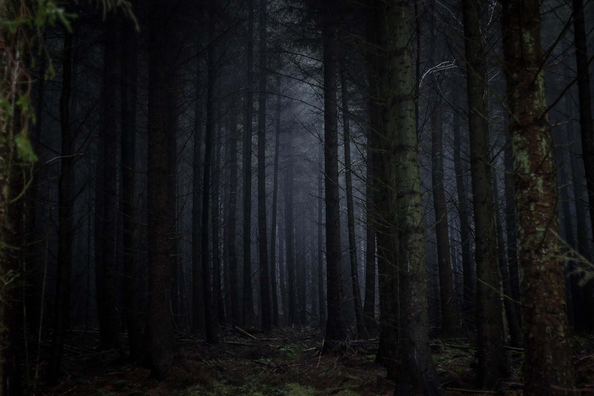 woods at night